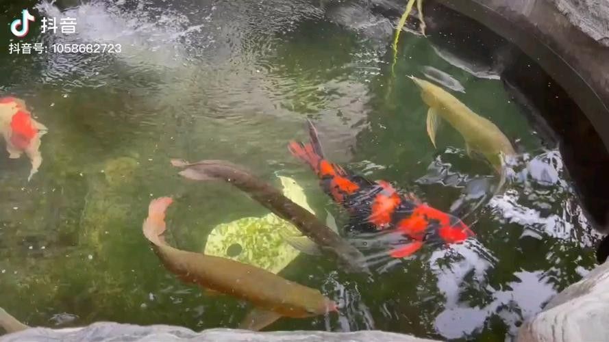 錦鯉和龍魚混養(yǎng)圖片