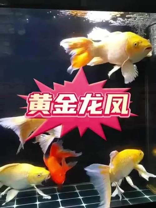 錦鯉和龍魚混養(yǎng)圖片