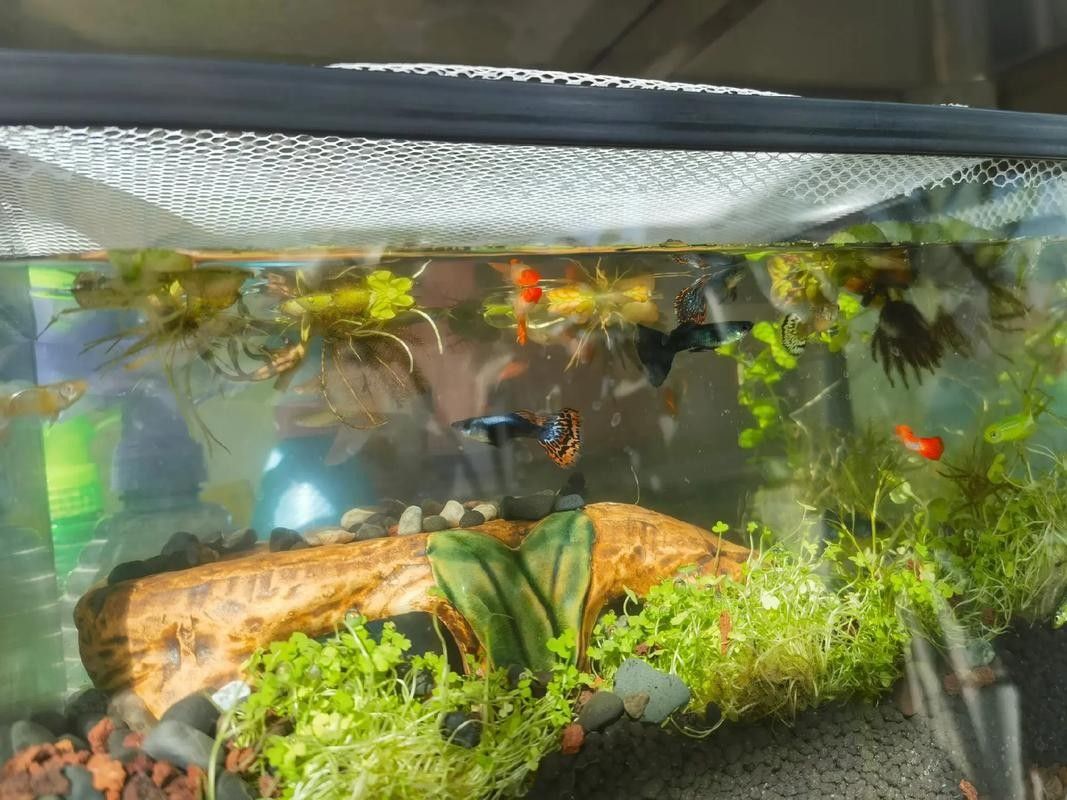 錦鯉和龍魚混養(yǎng)圖片