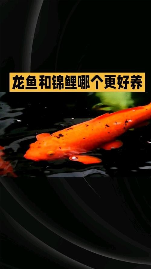 錦鯉和龍魚混養(yǎng)圖片