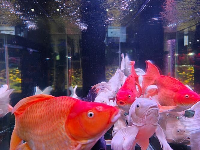 錦鯉和龍魚混養(yǎng)圖片