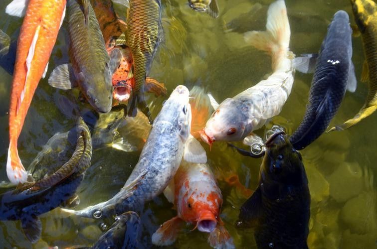 錦鯉和龍魚混養(yǎng)圖片