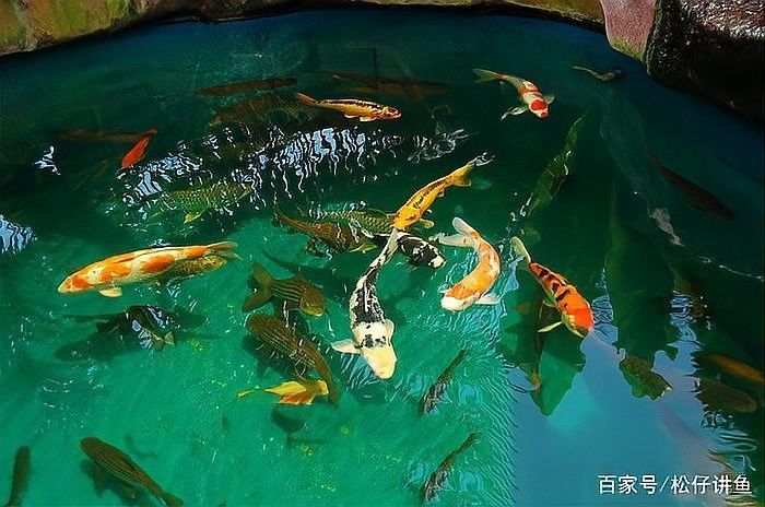錦鯉和龍魚混養(yǎng)圖片