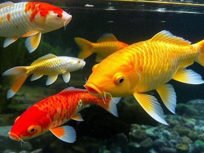 錦鯉和龍魚混養(yǎng)圖片