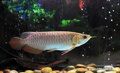 家里適合養銀龍魚嗎，家養銀龍魚的注意事項