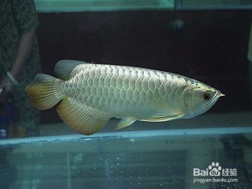家里適合養銀龍魚嗎，家養銀龍魚的注意事項