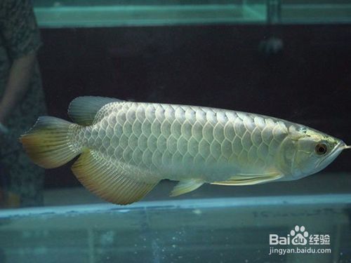 家里適合養銀龍魚嗎，家養銀龍魚的注意事項