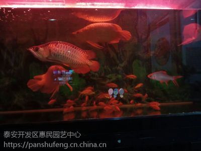 40公分的紅龍魚怎么喂食好呢（成年紅龍魚的餌料選擇）