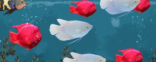銀龍魚幼魚成長速度如何：銀龍魚幼魚的成長速度在不同階段有所不同