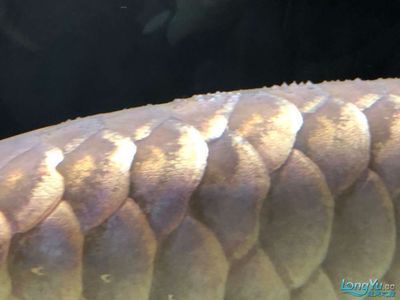 龍魚(yú)為什么會(huì)水霉病發(fā)作：龍魚(yú)水霉病發(fā)作的原因