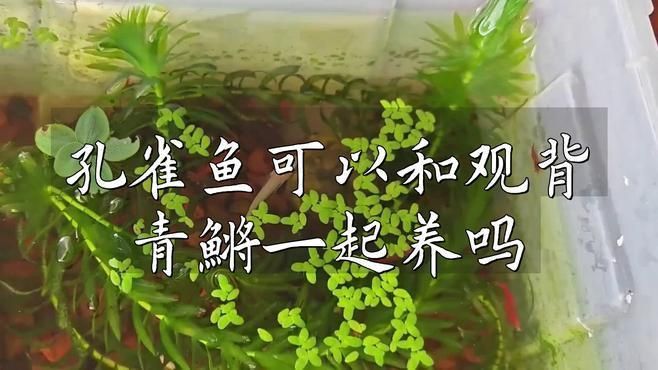孔雀魚和青鳉魚能混養嗎