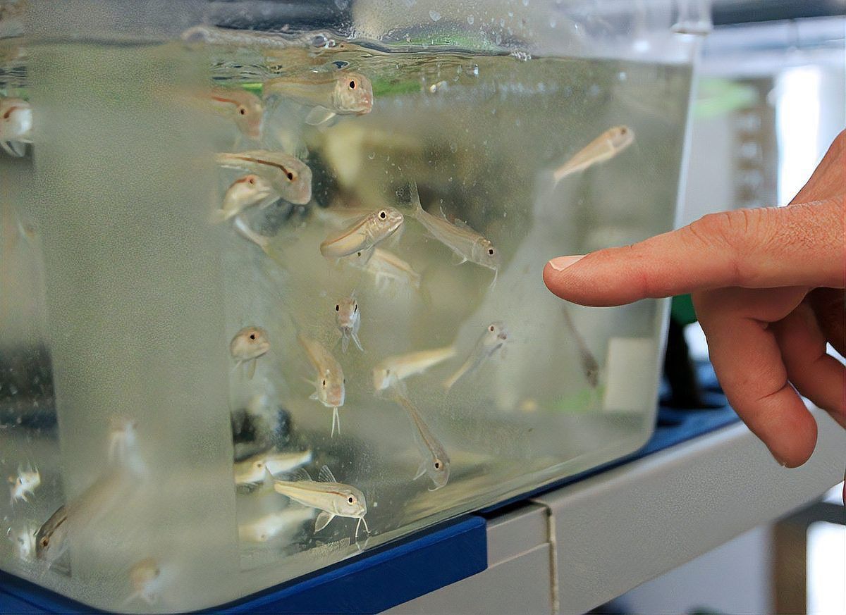 孔雀魚和青鳉魚能混養嗎