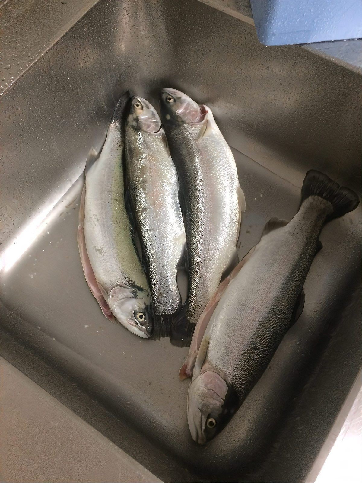 孔雀魚和青鳉魚能混養嗎