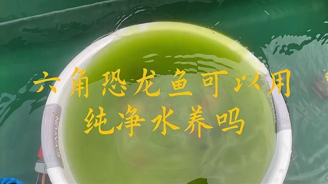 六角龍魚用純凈水養還是自來水