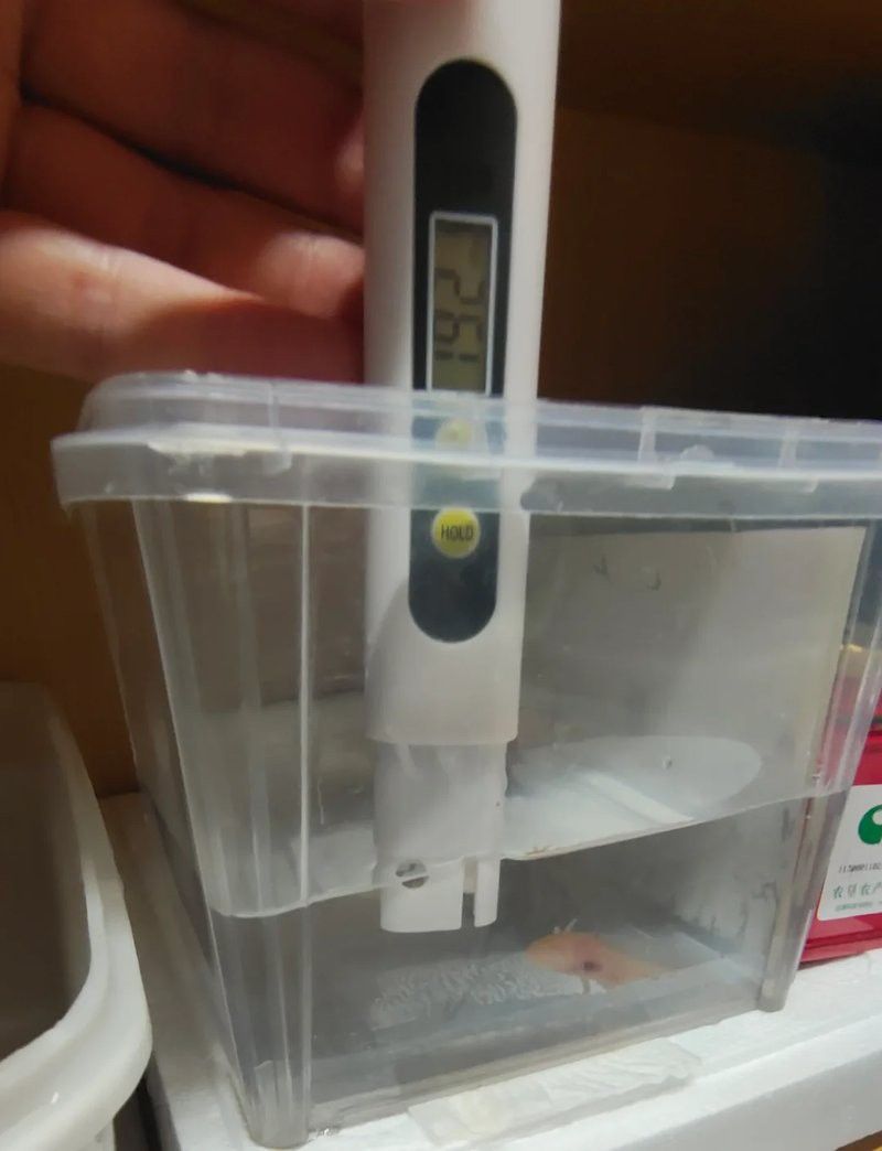 六角龍魚用純凈水養還是自來水