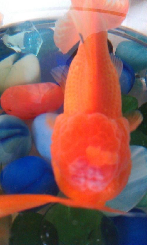 金魚頭上發白圖片
