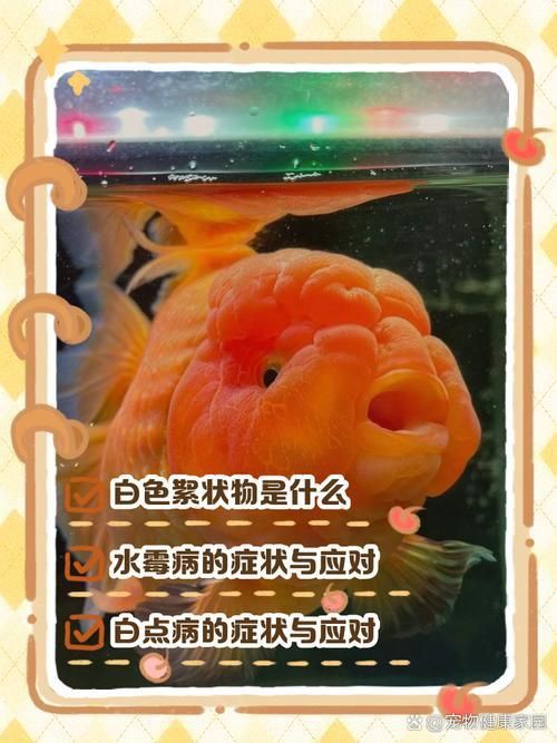 金魚頭上發白圖片