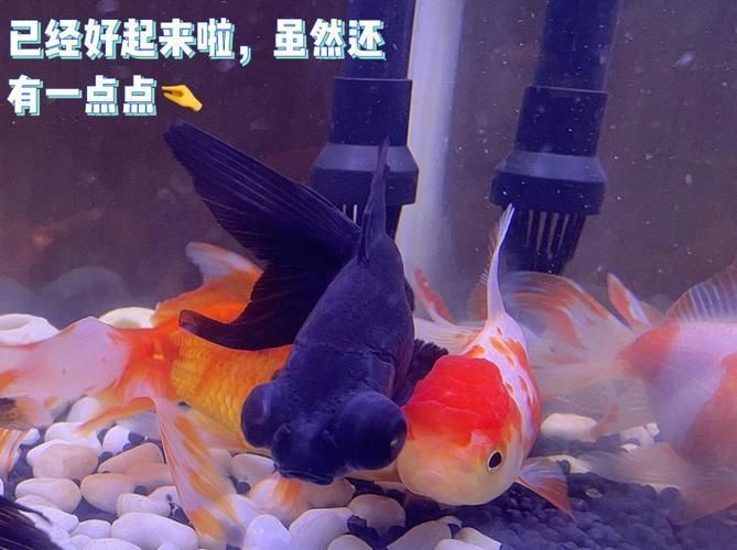 金魚頭上發白圖片