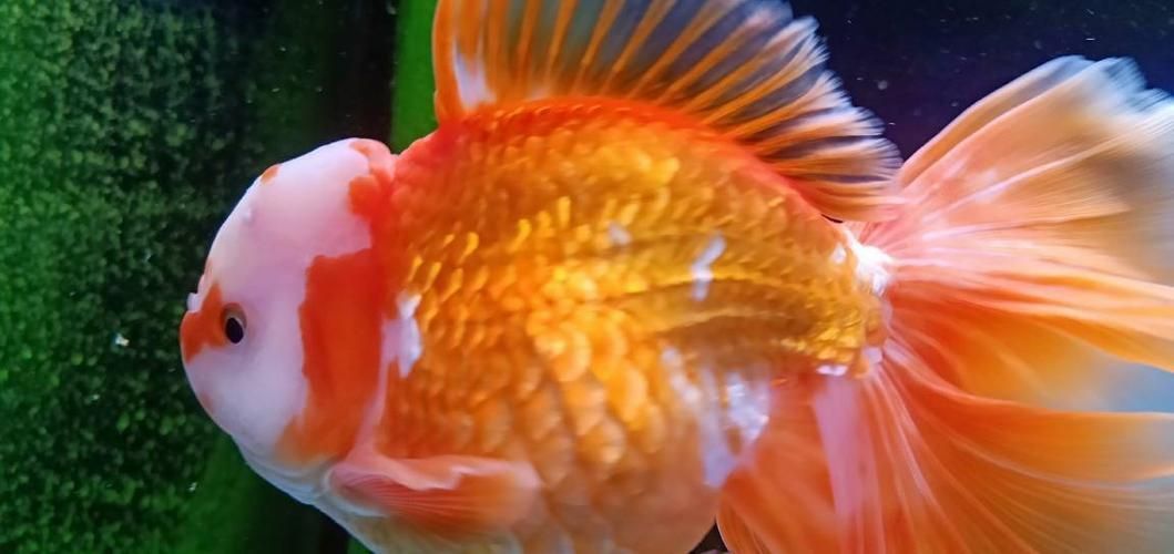 金魚頭上發白圖片