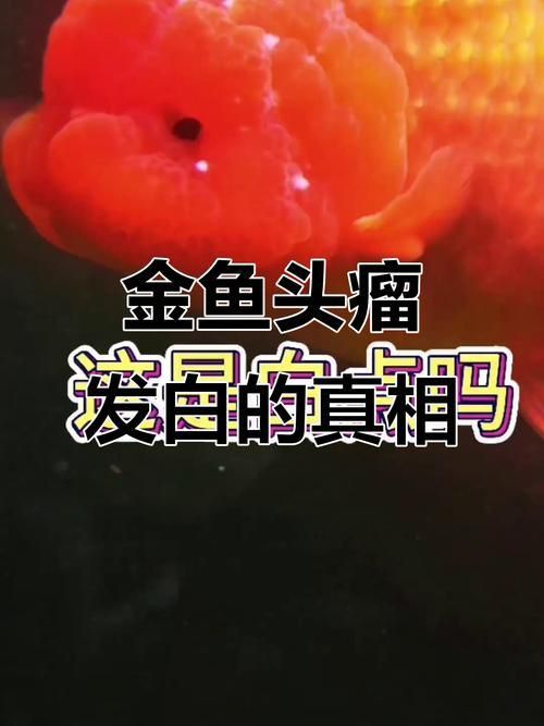 金魚頭上發白圖片