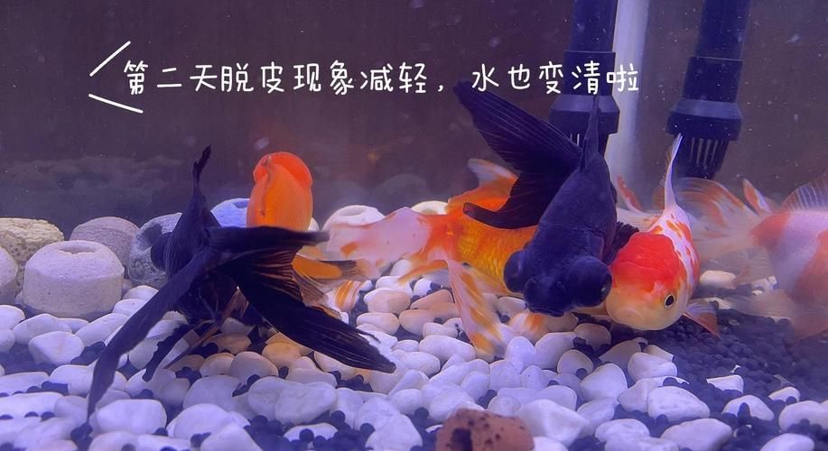 金魚頭上發白圖片