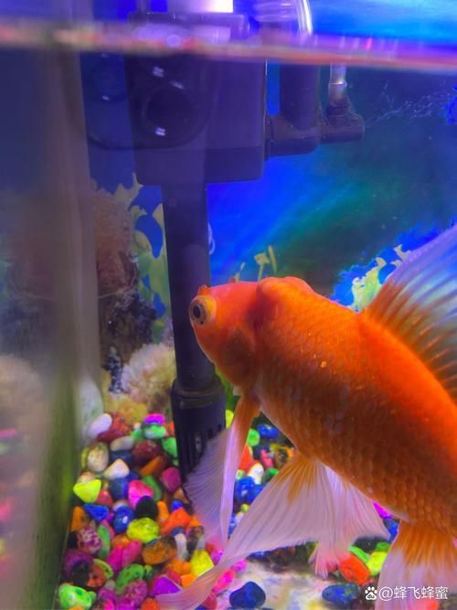 金魚頭上發白圖片