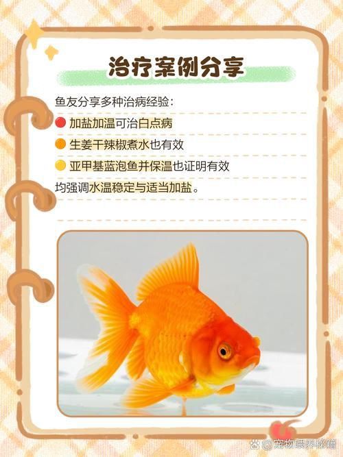 金魚頭上發白圖片