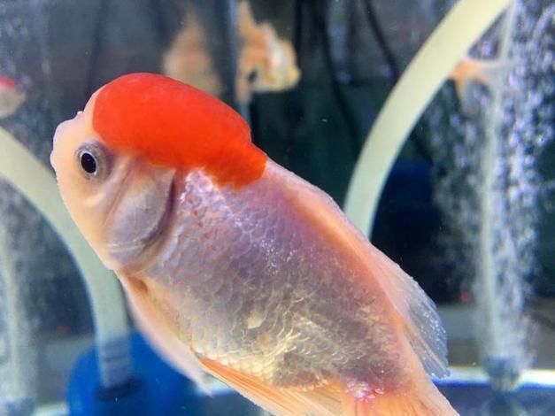 金魚頭上發白圖片
