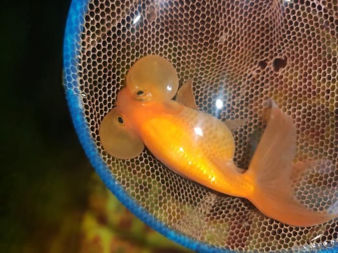 金魚頭上發白圖片