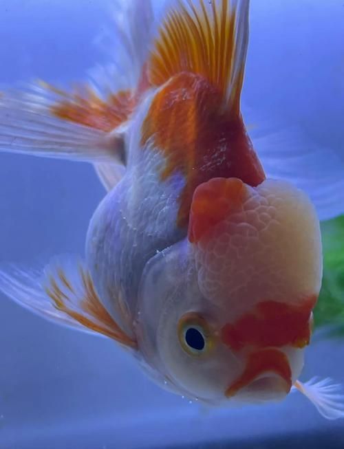 金魚頭上發白圖片