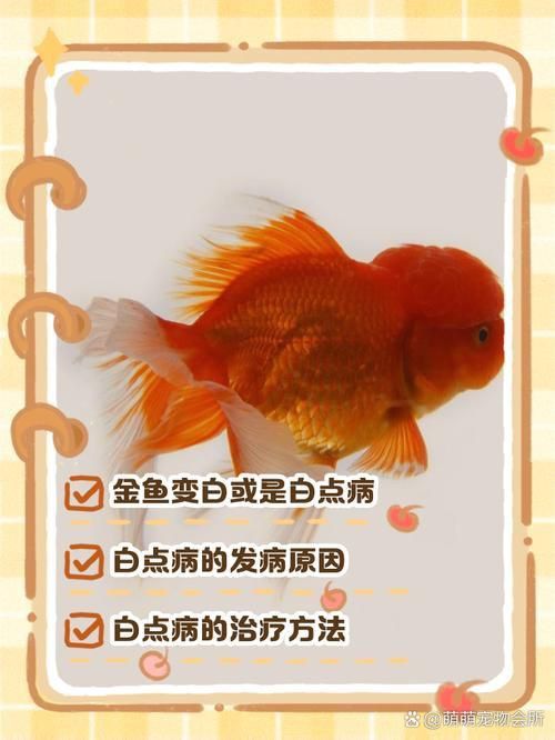 金魚頭上發白圖片