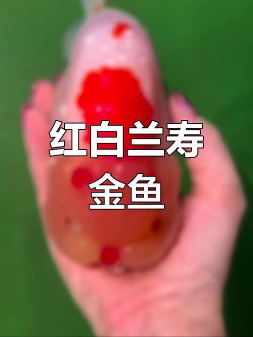 金魚頭上發白圖片