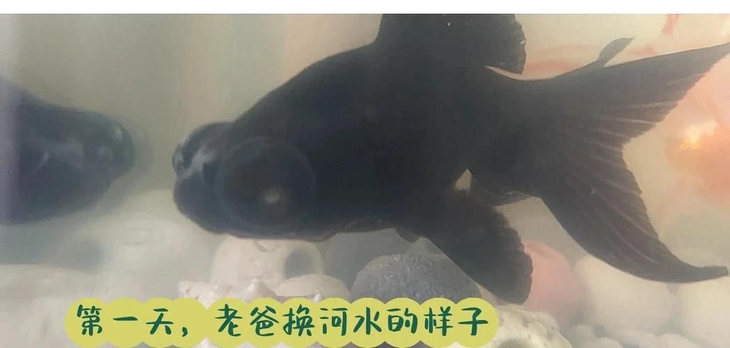 金魚頭上發白圖片