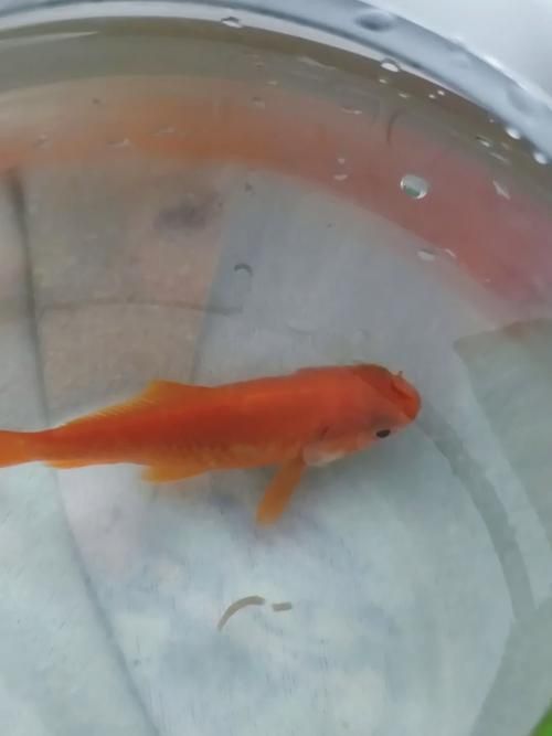 金魚頭上發白圖片