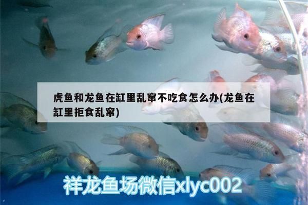 龍魚買回來(lái)半個(gè)月了不進(jìn)食：龍魚不吃東西怎么辦