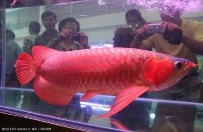 紅龍魚幾年成熟的（紅龍魚一個月能長多大,壽命是多久）