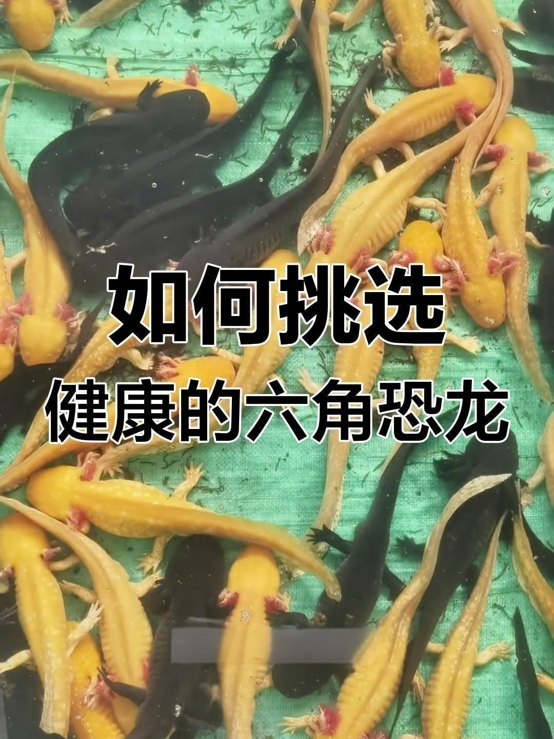 如何判斷六角龍魚是否健康？