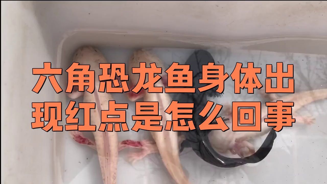 如何判斷六角龍魚是否健康？