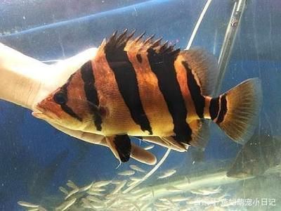速倍妥魚糧魚藥批發：速倍妥是一家專注于觀賞魚養殖行業地位速倍妥品牌的概述