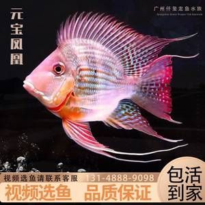 怎樣看紅龍魚(yú)的品相好不好：判斷紅龍魚(yú)品相好壞可以從以下幾個(gè)方面進(jìn)行考慮