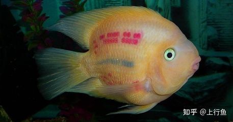 龍魚財神混養好嗎：龍魚和財神魚可以混養嗎