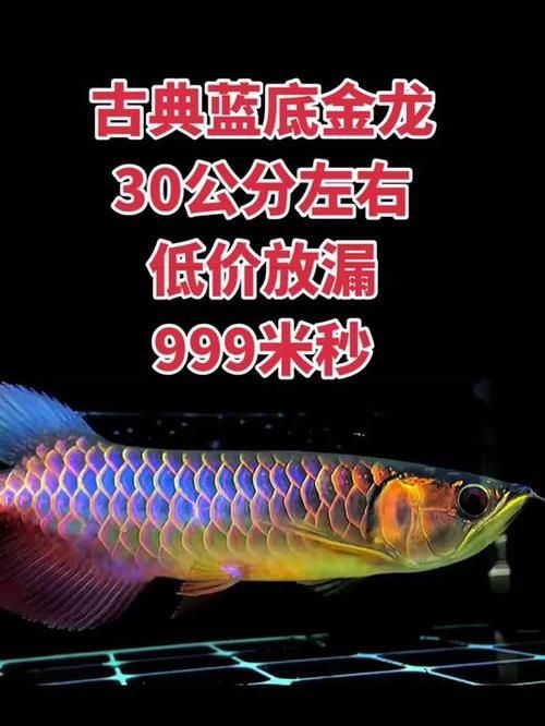 金龍發(fā)色順序圖