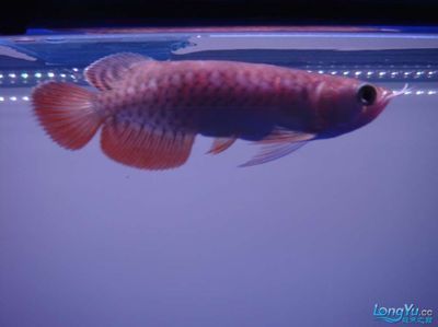 金龍魚公母有什么區別呢,金龍魚公母的區分方法 龍魚百科 第2張 金龍魚公母有什么區別呢,金龍魚公母的區分方法 金龍魚公母有什么區別呢,金龍魚公母的區分方法 龍魚百科 第2張