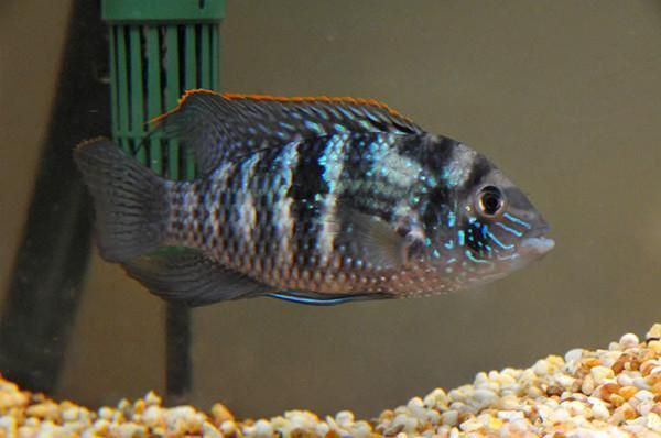 藍(lán)寶石魚圖片大全