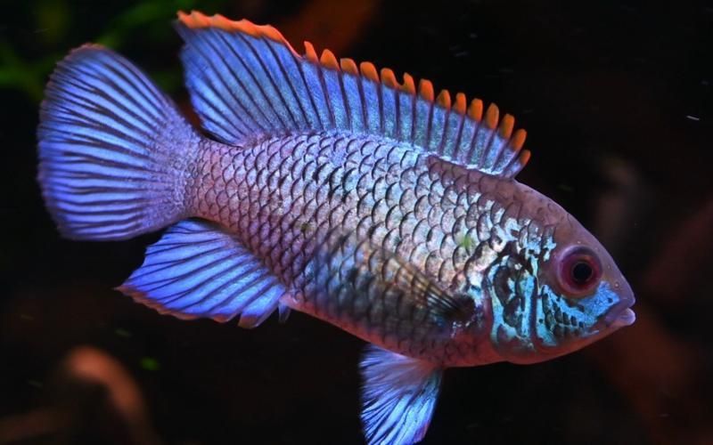 藍寶石魚圖片大全