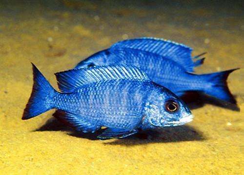 藍寶石魚圖片大全