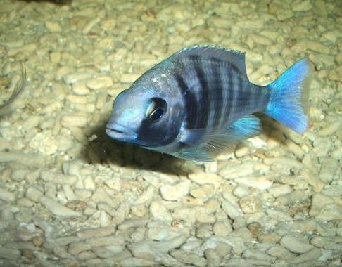 藍寶石魚圖片大全