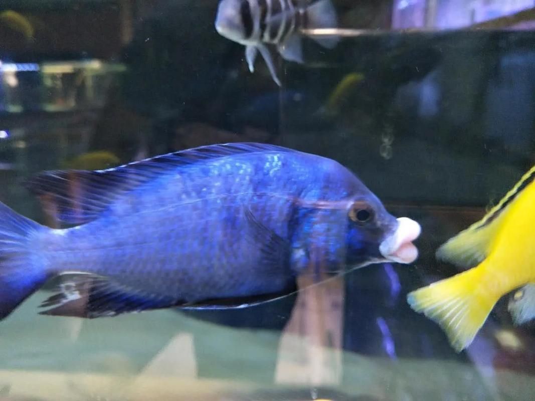 藍寶石魚圖片大全
