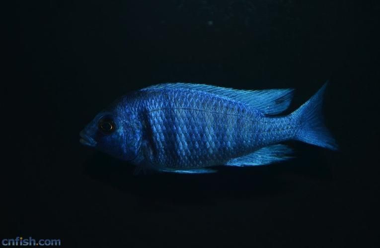藍寶石魚圖片大全
