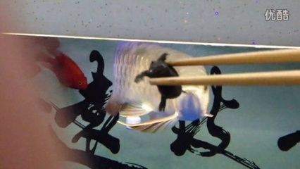龍魚早上可以喂（龍魚早上可以喂嗎）
